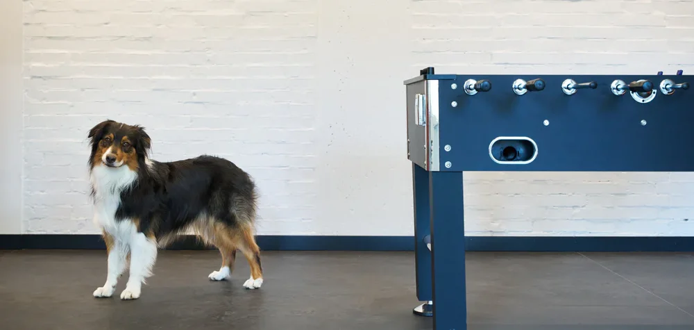 cane-mascotte-contatti